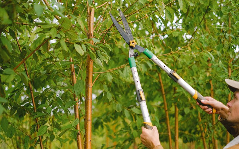 Tree trimming in Viola, DE